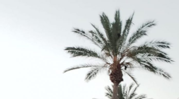 לוסי דובינצ’יק מבקרת בנהריה 1