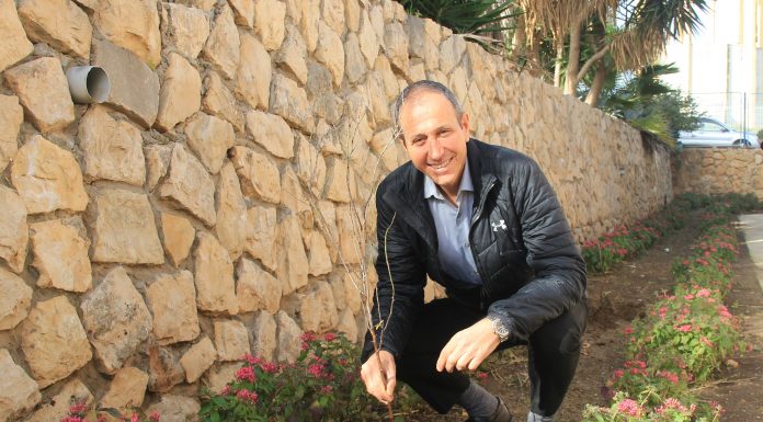 טו בשבט בעכו