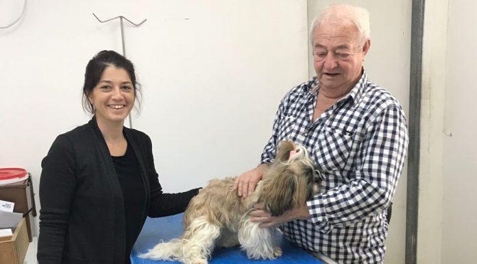 מבצע איסוף כלבים משוטטים