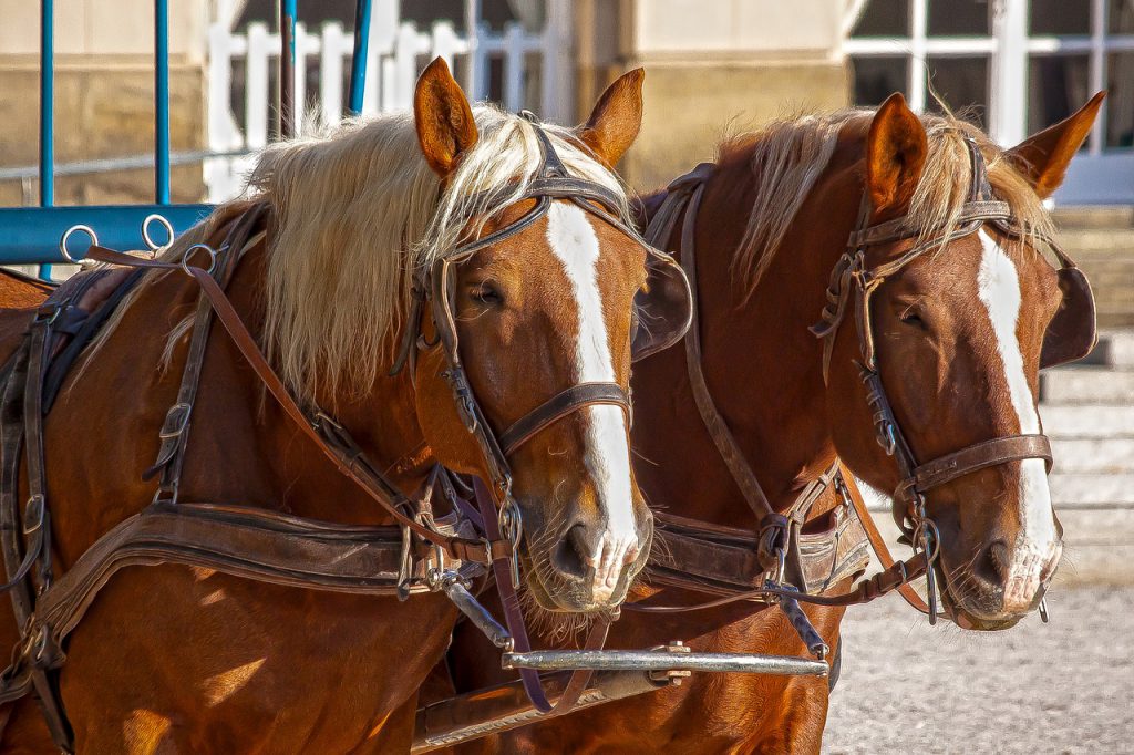 פורסם מכרז להפעלת כרכרות סוסים במסלול תיירותי בעכו