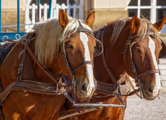 פורסם מכרז להפעלת כרכרות סוסים במסלול תיירותי בעכו