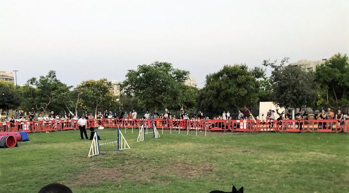 כלבים משוטטים בעפולה יועברו לכלביה עד למציאת בית חם