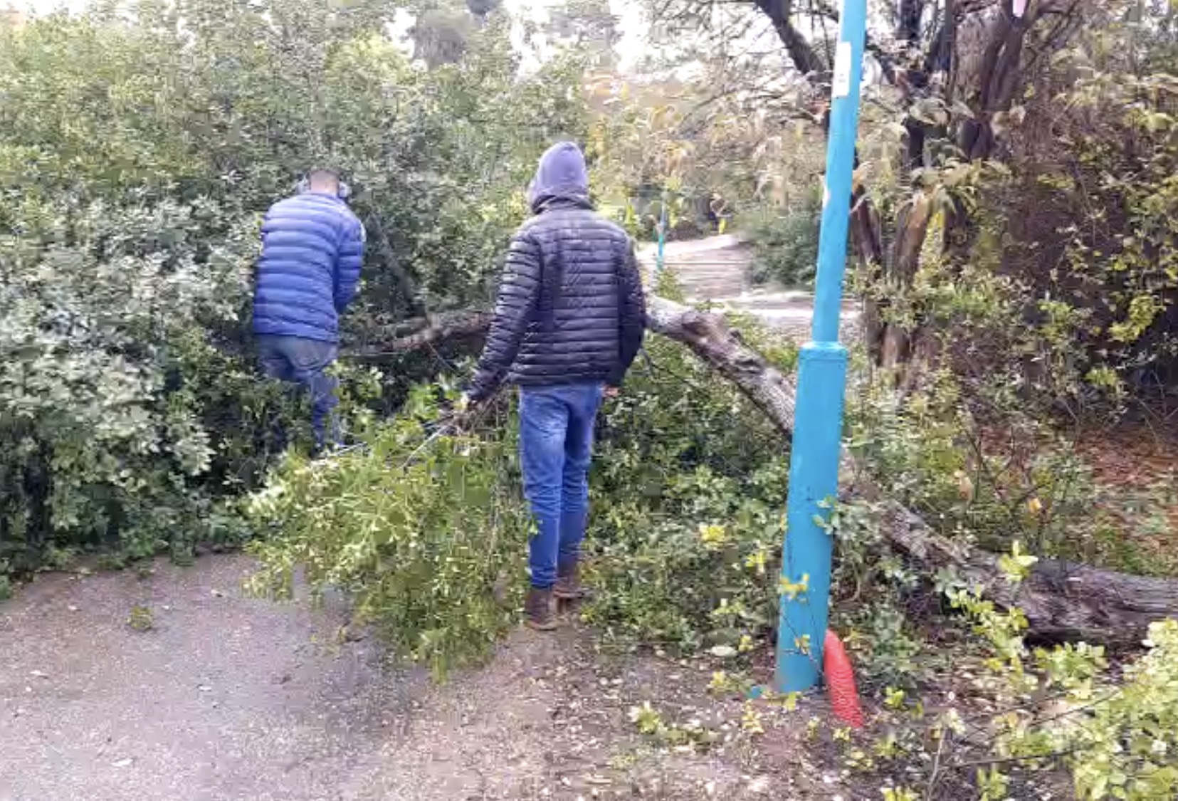 מבצע לכריתת עצים מסוכנים בעפולה