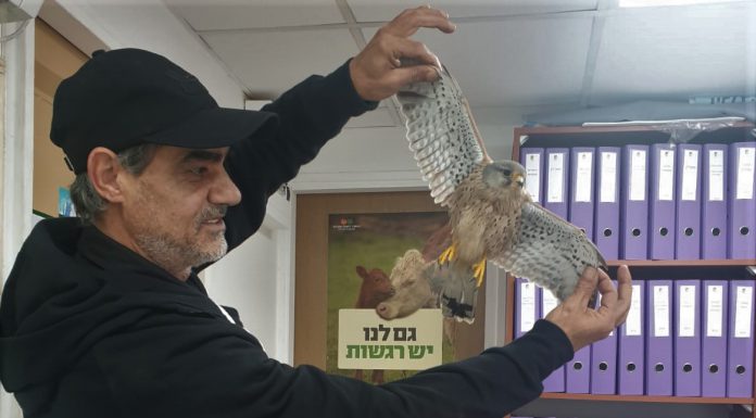 תלמידי "יהלום" הצילו את הבז הפצוע שנחת בבית הספר