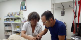 עיקור וסירוס ללא עלות לכלבים
