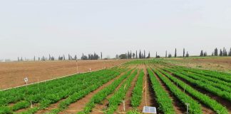 פריצת דרך במחקרים של חוקרי מו"פ צפון