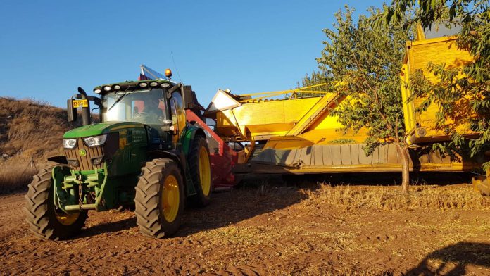 העונה בישראל יבול רב של שקד 7,500 טון