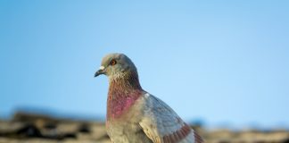 הרחקת יונים – מתי המחיר זול יותר
