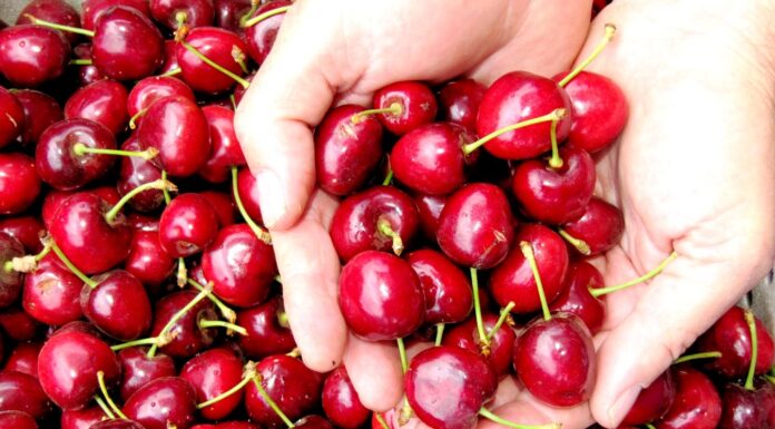 קטיף דובדבנים בעין זיוון רמת הגולן