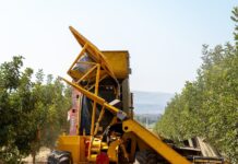 מנערת בקטיף החרוב הראשון במטע החרובים- קיבוץ דפנה