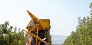 מנערת בקטיף החרוב הראשון במטע החרובים- קיבוץ דפנה