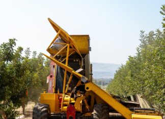 מנערת בקטיף החרוב הראשון במטע החרובים- קיבוץ דפנה
