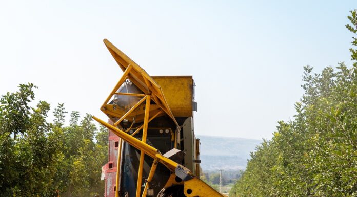 מנערת בקטיף החרוב הראשון במטע החרובים- קיבוץ דפנה