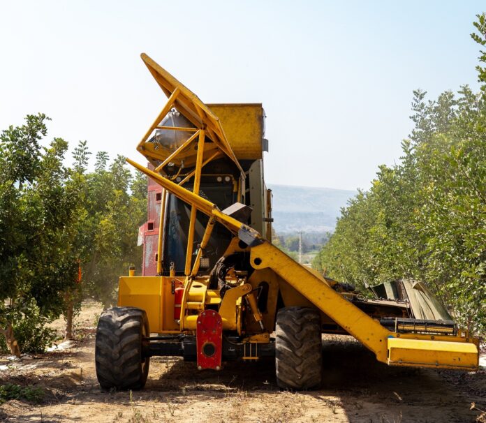 מנערת בקטיף החרוב הראשון במטע החרובים- קיבוץ דפנה