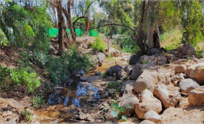 נחל רקת וגדותיו –לפני עבודות השיקום- צילום מרים בן שלום