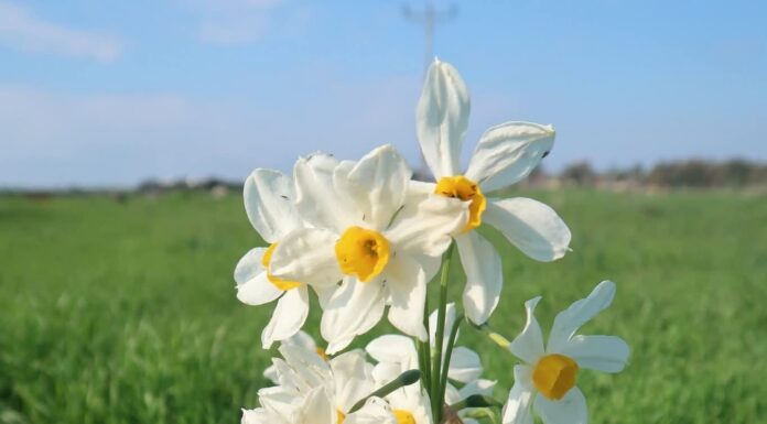 ברשות ניקוז ונחלים כינרת ממליצים על טיול חורף אל פריחת הנרקיס המצוי שמורת אחו נוב – דרום רמת הגולן