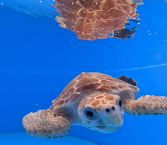 רשות הטבע והגנים: גם תחת אש – ממשיכים לשמור על צבי הים