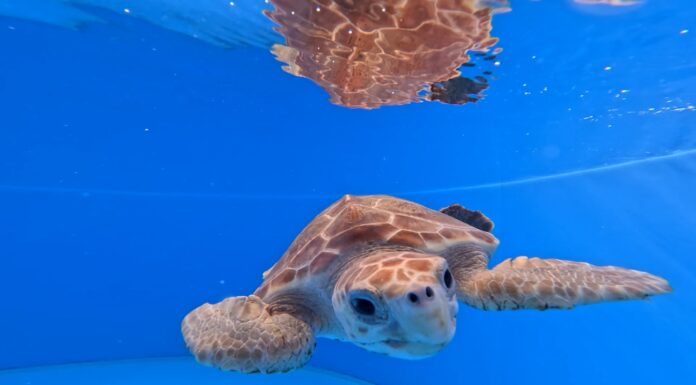 רשות הטבע והגנים: גם תחת אש – ממשיכים לשמור על צבי הים