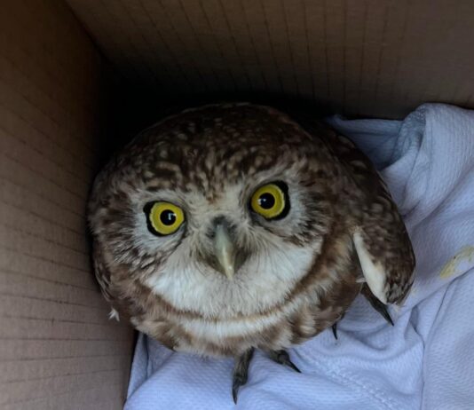 גם בצל המלחמה: מתנדבי החיבולנס של רשות הטבע והגנים ממשיכים להציל חיות בר בכל רחבי הארץ