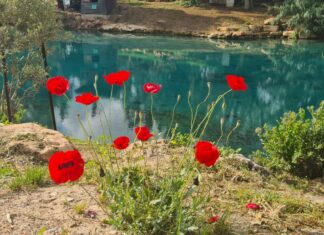 בהתאם לעדכון הנחיות פיקוד העורף: רשות הטבע והגנים פותחת מחדש את מרבית הגנים הלאומיים ושמורות הטבע ברחבי הארץ