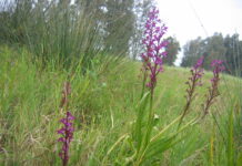 רשות הטבע והגנים: הצלחה ראשונה מסוגה בישראל: נבטו זרעי סחלב הביצות – מין נדיר הנמצא בסכנת הכחדה