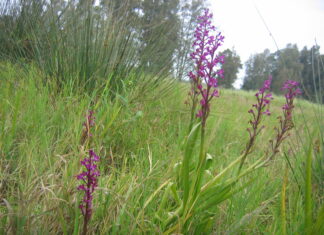רשות הטבע והגנים: הצלחה ראשונה מסוגה בישראל: נבטו זרעי סחלב הביצות – מין נדיר הנמצא בסכנת הכחדה